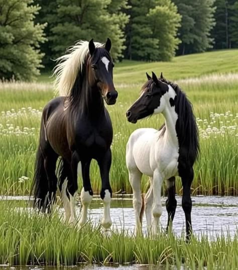 Horses Photography, Wild Horses Photography, Beautiful Horses Photography, Cutee Animals, Horse Inspiration, Most Beautiful Horses, Work Horses, Majestic Horse, Wildlife Paintings