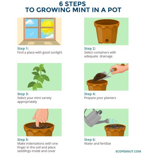 6 STEPS TO GROWING MINT IN A POT How To Grow Mint Indoors, Mint Plant Care Indoor, How To Grow Mint In A Pot, Grow Mint Indoors, Easiest Herbs To Grow, Mint Plant Care, Herbs To Grow Indoors, Growing Mint Indoors, How To Grow Mint