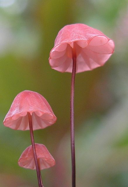 delicate mushrooms Pink Fungi, Mushroom Umbrella, Pink Mushrooms, Mushroom Pictures, Pink Mushroom, Plant Fungus, Mushroom Fungi, Botany, Amazing Nature