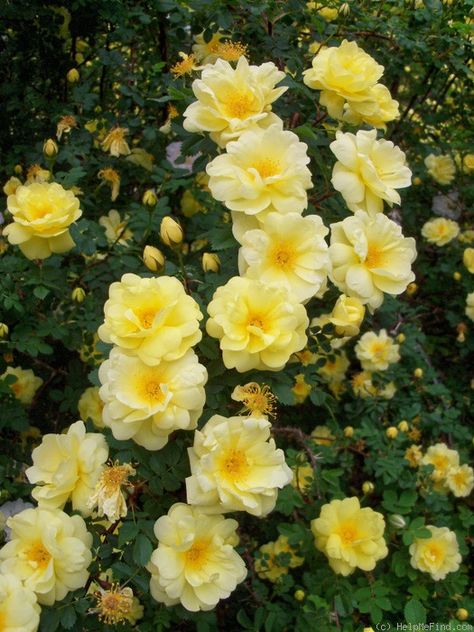 'Harison's Yellow' Rose Photo Yellow Rose Flower Arrangement, Yellow Rose Bush, Yellow Climbing Rose, Cardinal Tattoo, Front Porch Flowers, Bush Garden, Heritage Rose, Yellow Rose Flower, Rose Flower Arrangements