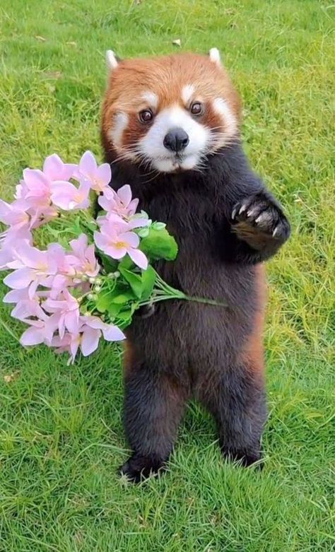 Red Panda Cute, Red Panda Baby, Cute Animals Images, Cute Animal Photos, Red Panda, Weird Animals, Cute Panda, Cute Creatures, Animals Images