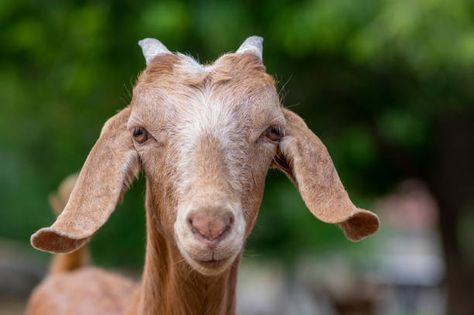 Miniature Nubian Goats, Mini Nubian Goats, Nubian Goats, Goat Picture, Small Goat, Nubian Goat, Goat Care, Livestock Farming, Dairy Goats