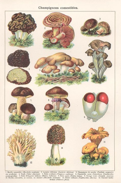 mon prof champi comestible | patricia m | Flickr Mushroom Diagram, Biology Illustration, Bubble Drawing, Frog Illustration, Book Illustration Art, Mushroom Fungi, Wild Food, Scientific Illustration, Mushroom Art