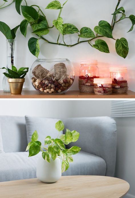 10+ Money Plant Vastu Tips to Bring Good Fortune into Your Life Plant Vastu, Money Plant Indoor, Money Plant Care, Grow Money, East Direction, Garden Tattoos, Garden Tattoo, Hidden Potential, Vastu Tips