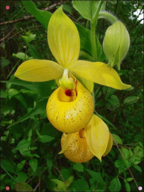 Lady Slipper Orchid (Cypripedium irapeanum) Mexico Slipper Orchid, Lady Slipper Orchid, Lady Slipper, Orchid Photo, Yellow Orchid, Strange Flowers, Rare Orchids, Unusual Plants, Unusual Flowers