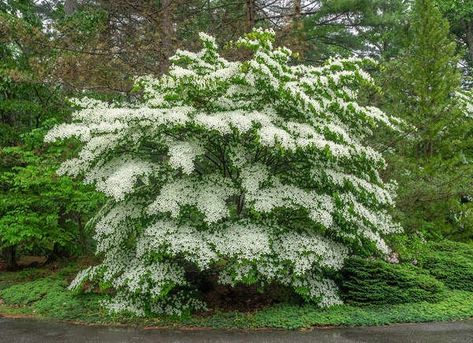 Plants For Under Trees, Best Privacy Trees, Best Trees For Privacy, Trees For Privacy, Dogwood Shrub, Kalmia Latifolia, Plants Under Trees, Fast Growing Evergreens, Dogwood Tree