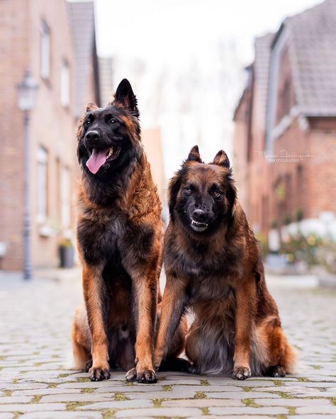 Dog Breed 👉 Belgian. Tervuren From Belgian Fur Missile 📸 @mariafranziska_photography Country #Norway #tervueren Belgian Turveren, Belgian Dog, Belgian Tervuren, Belgian Sheepdog, Belgian Shepherd, Animal References, Custom Ideas, Belgian Malinois, Beloved Dog