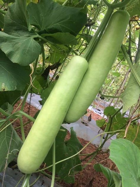 Gourd Plant, Bottle Gourd Recipe, Plant Bottle, Vegetables Pictures, Gourd Vegetable, Fruits And Vegetables Pictures, Vegetables Photography, Vegetable Pictures, Different Types Of Vegetables