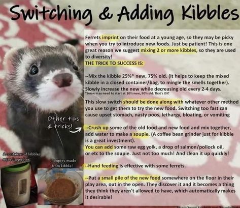 Ferret Playpen, Ferret Diet, Ferret Diy, Health Diet, Ferret, Pet Care, Small Pets, New Recipes, Diet