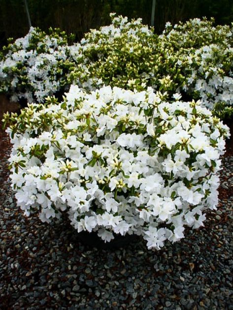 Shrubs and Hedges For Sale | Buy Shrubs Online | The Tree Center™ Azalea Care, Arizona Cypress, Azaleas Landscaping, Azalea Shrub, Weeping Cherry, Knockout Roses, Blue Arrow, White Azalea, Landscaping Curb Appeal