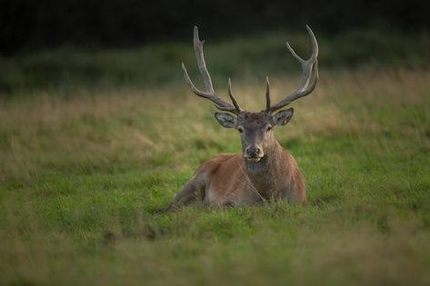 Texas Deer Hunting, Deer Rut, Stag Deer, Deer Horn, Red Deer, Deer Hunting, Green Backgrounds, Free Photo, Free Photos