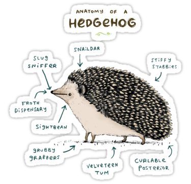 Hedgehog Care, Landak Mini, Hedgehog Illustration, Hedgehog Print, Hedgehog Pet, A Hedgehog, Hedgehog Art, Cute Hedgehog, Hamsters