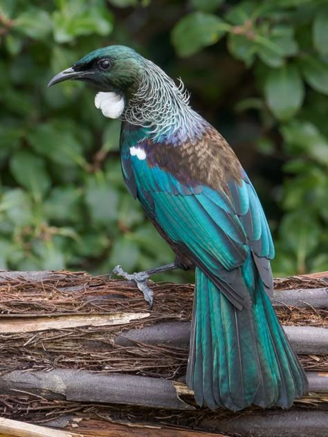 New Zealand Native Birds, Takahe Bird, New Zealand Flora, Nz Birds, Tui Bird, Birds Photos, New Zealand Birds, Nz Art, New Zealand Art