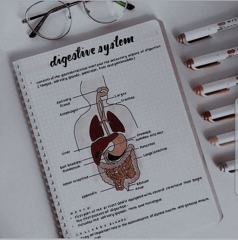 Digestion Notes Aesthetic, Biology Digestive System, Excretory System Notes Aesthetic, Digestive System Diagram Aesthetic, Aesthetic Digestive System, Human Digestive System Project, Digestive System Aesthetic, Health Sciences Aesthetic, Human Digestive System Notes