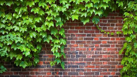 Vines are intertwined wonders that love to sprawl over hillsides, trellises, and stone walls. They also providing privacy and cover bare ground. If you're looking for a dramatic addition, or a way to find privacy while your trees grow taller, adding vines to your garden can bring it to new heights. #flowers #vines #seasonalflower #otooles #gedening #otoolesgardencenter Types Of Ivy, Wall Climbing Plants, Boston Ivy, Creeping Vines, Pergola Diy, Hedera Helix, Ivy Vine, English Ivy, Garden Vines