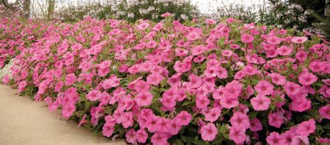 Wave Petunias vs. Supertunias | Differences & Benefits Between Them Supertunia Vista Bubblegum, Petunia Hanging Baskets, Garden Annuals, Wave Petunias, Flower Bed Borders, Petunia Plant, Front Yard Plants, Petunia Flower, Easy Waves