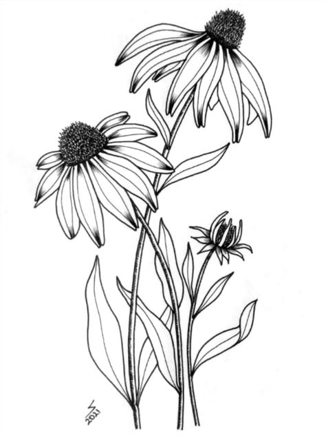 Black Eye Susan Flowers Tattoo, Black Eyed Susan Drawing, Glass Etching Diy, Etching Diy, Plants Drawing, Doodle Art Flowers, Flower Sketches, Wood Burning Art, Plant Drawing