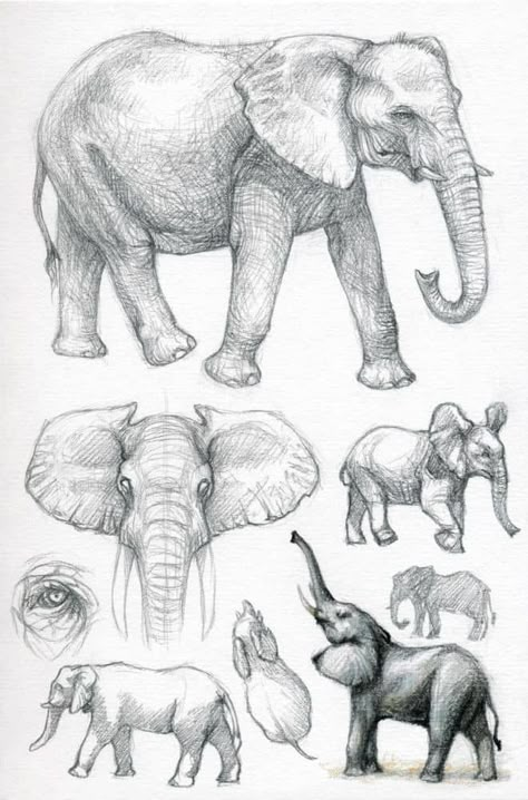 Animal Sketchbook, Elephant Anatomy, Elephant Sketch, Elephant Photography, Animal Studies, Elephant Tattoo Design, Elephant Illustration, Sketchbook Project, Animal Drawings Sketches