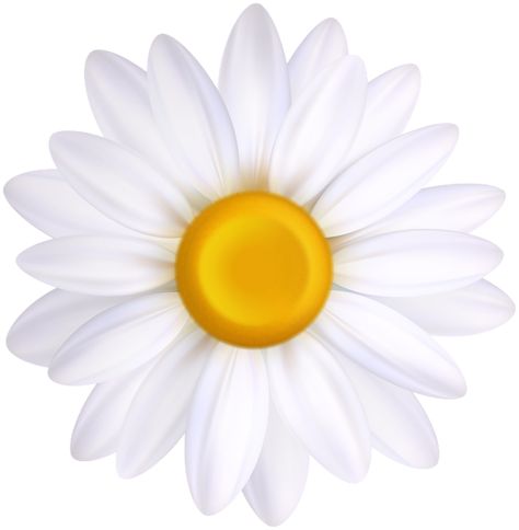 White Flower Png, White Daisy Flower, Happy Birthday Png, Floral Invitations Template, Rosé Png, Halloween Clips, Easter Pictures, Valentine Clipart, Halloween Images