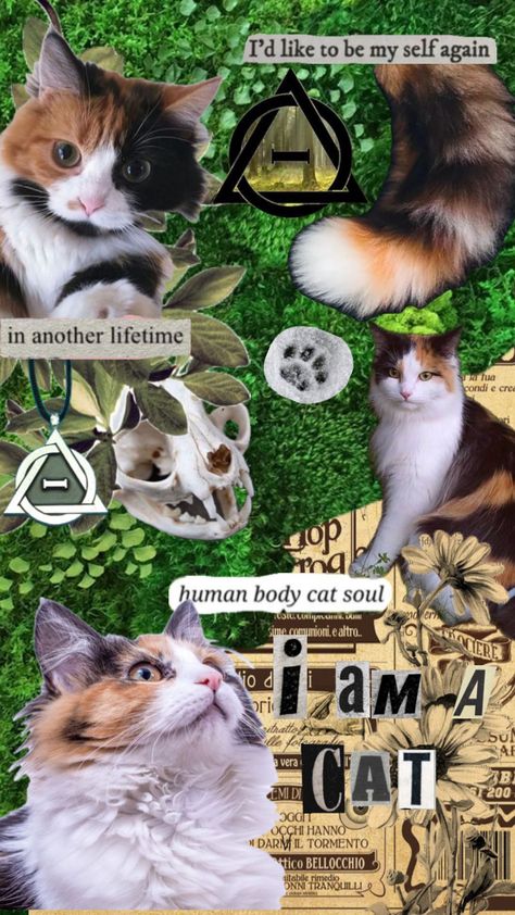 Made by me! Please don’t repost but feel free to use as a wallpaper etc. #cat #cattherian #cattheriotype #therian #alterhuman Calico Cat Wallpaper, Cute Therian Wallpaper, Therian Wallpaper Cat, Therian Wallpaper Black Cat, Therian Wallpaper Calico Cat, Therian Catkin, Calico Cat Therian Mask, Fox Tail Keychain, Laperm