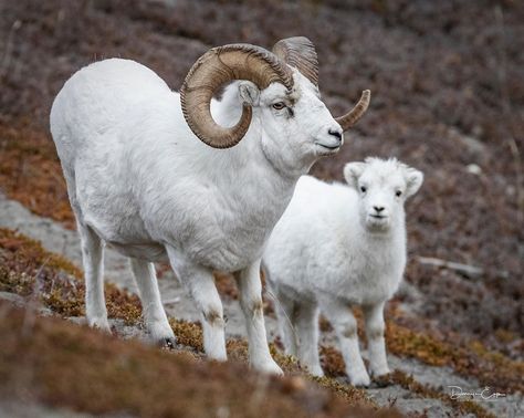 Dall Sheep, Wild Sheep, Alice Angel, Mini Paintings, Big Game, Happy Father, Wildlife Photography, Goats, Sheep