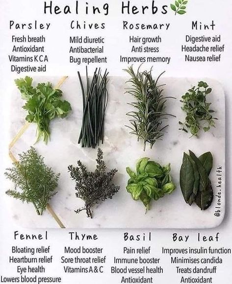 Healing herbs. Herb facts. Learn about herbs. Magia Das Ervas, Magic Herbs, Magical Herbs, Healing Plants, Herbal Healing, Herbal Magic, Herbs For Health, Healing Herbs, Green Witch