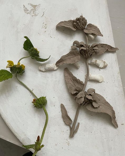 Kaori Tatebayashi on Instagram: “Phlomis I planted in the garden two years ago. #phlomis #turkishsage” Kaori Tatebayashi, Start Business, Ceramic Flowers, Porcelain Ceramics, In The Garden, The Garden, Porcelain, Ceramics, Plants