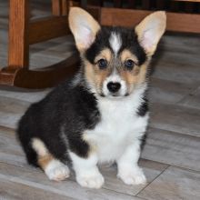 Pembroke Welsh Corgi Puppy Duke Cardigan Welsh Corgi Puppies, Corgi Puppies For Sale, Baby Corgi, Pembroke Welsh Corgi Puppies, Welsh Corgi Puppies, Australian Shepherd Puppies, Black Lab Puppies, Corgi Puppy, Cute Corgi