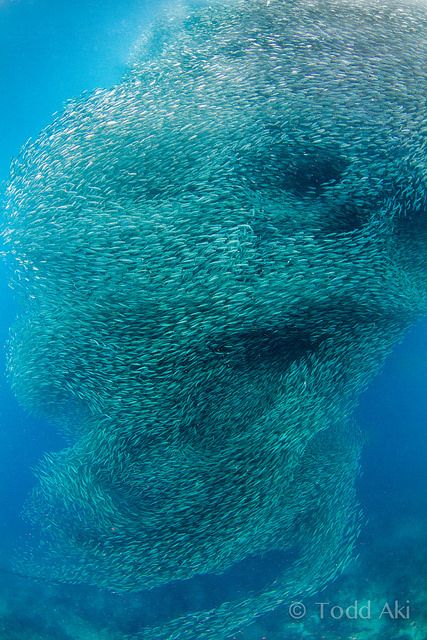 Corkscrew--swirling school of fish... Kind of looks like a skull... Life Under The Sea, Beneath The Sea, School Of Fish, Life Aquatic, Underwater Creatures, Underwater Life, Water Life, Beautiful Fish, Beautiful Ocean