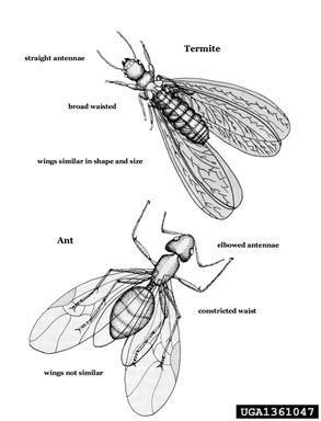 Termite Tattoo, Flying Termites, Ants With Wings, Insect Images, Wood Termites, Garden Remedies, Termite Control, Natural Pest Control, Animal Anatomy