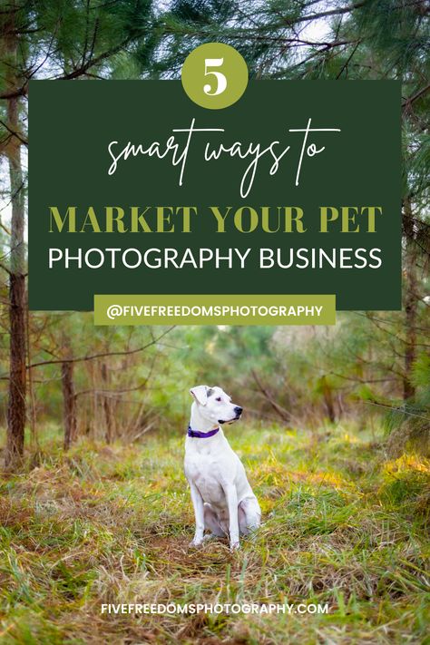 I love marketing! In fact, in this week's blog post, I'm sharing five clever ways that have really helped gain traction in my business. If you want to know what those are (and more), read it now. #marketingyourpetphotography #marketingyourpetphotographybusiness #petphotographybusiness #petphotography #petphotographer Pet Photography Business, Pet Photography Studio, Pet Photography Tips, Freedom Photography, Pet Portraiture, Photography Essentials, Pet Market, Pet Businesses, Dog Photograph