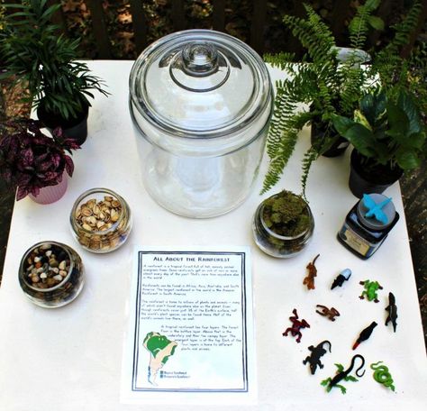 Rainforest Terrarium, Rainforest Preschool, Ecosystem Activities, Rainforest Classroom, Rainforest Crafts, Habitat Activities, Rainforest Ecosystem, Biomes Project, Rainforest Project