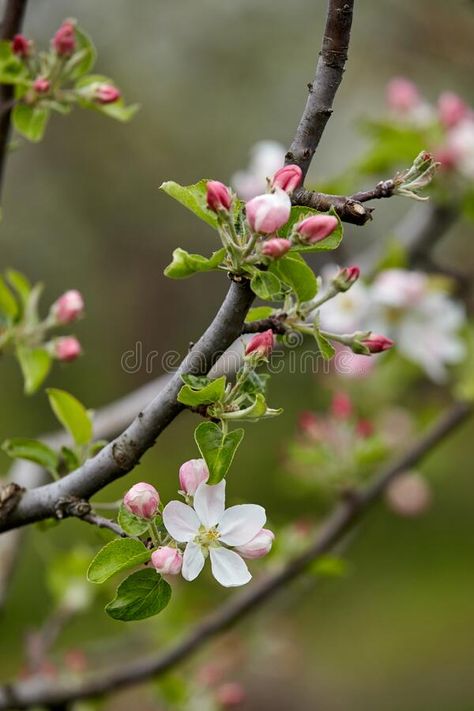 Tree branch with pink flower buds close-up on green blurred background. Apple blossoms stock photos Apple Blossom Photography, Green Blurred Background, Apple Blossom Botanical Illustration, Apple Tree Blossoms, Cherry Blossom Close Up, Tree Buds Spring, Tree Buds, Trees With Pink Flowers Spring Blossom, Apple Blossoms