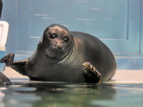 See Baikal seal / <span class='cursive'>Pusa sibirica</span> in Moskvarium, Taxonomy of Baikal seal and other zoo animals from number zoos worldwide Soul Creature, Baikal Seal, Silly Seal, Therian Ideas, Cute Potato, Cute Seals, Baby Seal, Silly Animals, Sea Lion