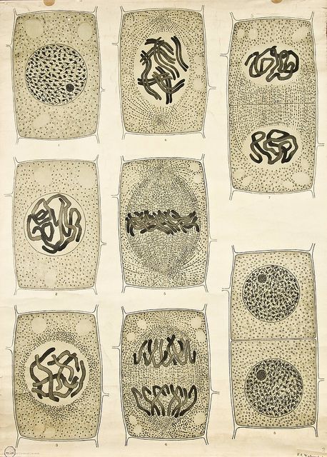 Visualising the Cell Nucleus -- Anatomia Vegetal 1929, pub. by FE Wachsmuth a Cell Nucleus, Microscopic Cells, Biology Classroom, Biology Art, Science Illustration, Biology Lessons, Teaching Biology, Bio Art, Plant Cell