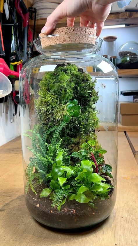 Instagram Terrarium Soil, Closed Terrarium Plants, Diy Succulent Terrarium, Small Terrarium, Indoor Water Garden, Plants Diy, Beautiful Terrariums, نباتات منزلية, Mini Terrarium