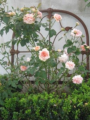 Above are old single cast iron bed headboard that has been collected over the years and used as backdrop in the rose garden. Garden Diy Decoration Ideas, Rosen Beet, Diy Garden Bed, Diy Garden Trellis, Rose Gardening, Iron Bed Frame, Trellis Ideas, Upcycle Garden, Potager Garden