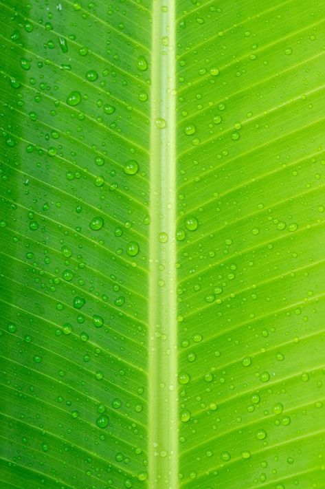 Banana Leaves Background, Banana Leaf Background, Orange Mushroom, Banana Leaf Wallpaper, First Youtube Video Ideas, Green Banana, Social Media Poster, Banana Leaves, Full Hd Wallpaper