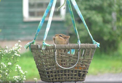 Hang a basket in your yard and fill it with nuts for your squirrels! #DIY Basket Squirrel Feeder - PetDIYs.com Squirrel Feeder Diy, Squirrel House, Squirrel Home, Squirrel Food, Squirrel Feeders, Squirrel Feeder, Bird House Feeder, Butterfly Houses, Outdoor Crafts