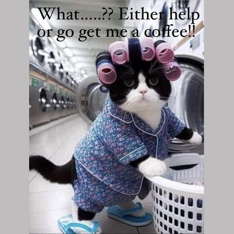 I know exactly how she feels. Fat Cats Funny, Funny Good Morning Images, Funny Cat Images, Funny Coffee Quotes, Good Morning Funny Pictures, Big Coffee, Cat Images, Funny Cat Photos, Funny Good Morning Quotes