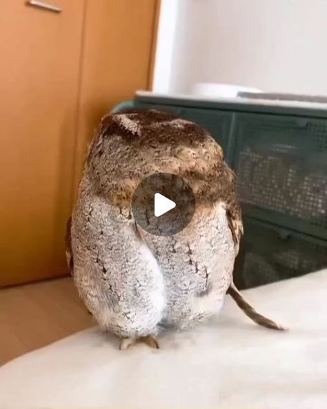 Owl Lovers on Instagram: "Chirol the owl will make your day better, he is so curious and he loves to take baths! 🛁😍
(@chirol_dayo)" Funny Owl Quotes, Crazy Owl, Owl Quotes, Funny Owls, Make Your Day Better, Owl Lovers, March 30, Make Your Day, Make Your