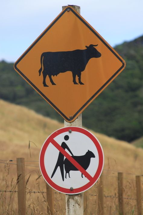 Yikes !, Apparently... anything goes with COWS... but  you can't f... er, "fool around" with SHEEP ! Lonely ranchers and farmers be advised ! Funny Street Signs, Funny Road Signs, Fun Signs, Pet Signs, 웃긴 사진, Road Signs, Street Signs, The Animals, Funny Signs