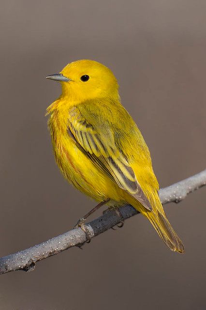 Yellow Bird Tattoo, Yellow Warbler, Grand Forks North Dakota, Unique Birds, Tattoo Beautiful, Yellow Animals, Grand Forks, Bird Tattoo, Kinds Of Birds