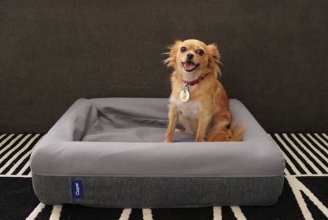 My Pets Sleep on $125 Beds, and It's Totally Worth It Casper Dog Bed, Fleece Pet Bed, Heated Cat Bed, Dog Lounge, Cute Dog Beds, Elevated Dog Bed, Outdoor Dog Bed, Cool Dog Beds, Dog Beds For Small Dogs