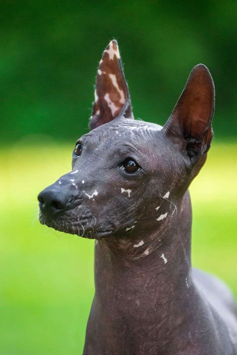 Gruffalina's... - Gruffalina's Hairless Dogs - PSPP & AHT Hairless Dogs, Peruvian Hairless Dog, American Hairless Terrier, Hairless Terrier, Mexican Hairless Dog, Disney Sleeve, Hairless Dog, Ancient Animals, Dream Dog