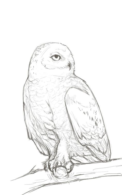 Polar owl digital sketch #art #drawing #painting #artist #artwork #artistfromukraine #russiaisaterroriststate #animals #digitaldrawing #digitalart #owl #polarowl #guardiansofgahoole #boron #barran #сови #полярнасова #малюноксови Snowy Owl Sketch, Snow Owl Drawing, White Owl Drawing, Snowy Owl Drawing, Log Drawing, Owl Legs, Snowy Owl Art, Owl Drawings, Owl Doodle