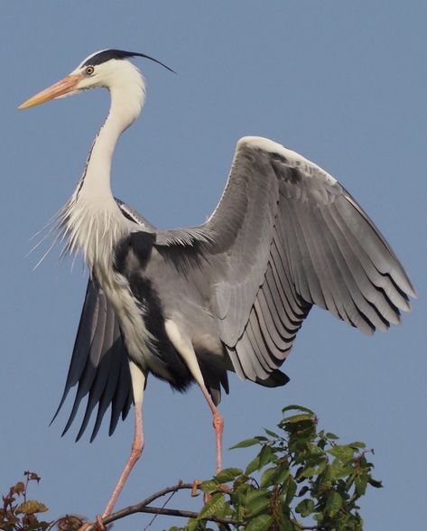 Bird Anatomy Reference, Crane Wings, Hanami Japan, Heron Photography, Bird Anatomy, Crane Pose, Gray Heron, Geisha Makeup, Heron Art