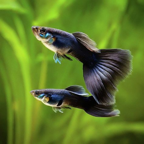 black moscow guppies 1 Koi Fish For Sale, Butterfly Koi, Aquarium Store, Koi Pond Design, Guppy Fish, Fish Varieties, Pond Maintenance, Pond Filters, Undersea World