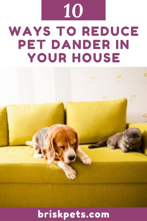 How To Get Rid Of Dog Dander, Pet Dander Get Rid Of, Animals With Fur, Things For Your Dog, Dogs Hacks, Getting A Dog, Cat Dander, Space Dog, Dog Training Advice