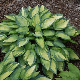 Hosta June, Outdoor Porches, Plantain Lily, Hosta Varieties, Hosta Gardens, Alpine Plants, Shade Perennials, Fantasy Island, Tall Flowers